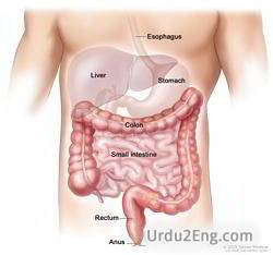 bowel Urdu Meaning