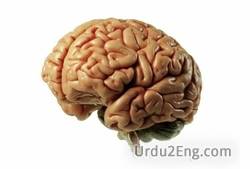 brain Urdu Meaning