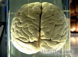 brain Urdu Meaning