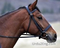 bridle Urdu Meaning