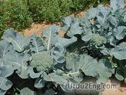 broccoli Urdu Meaning