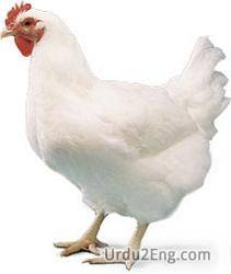 broiler Urdu Meaning