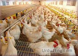 broiler Urdu Meaning