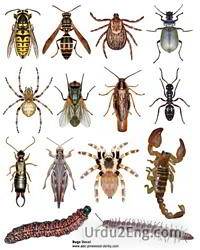 bug Urdu Meaning