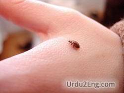 bug Urdu Meaning