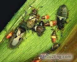 bug Urdu Meaning