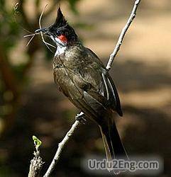 bulbul Urdu Meaning