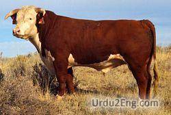 bull Urdu Meaning