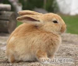 bunny Urdu Meaning