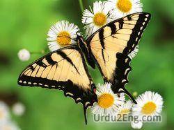 butterfly Urdu Meaning