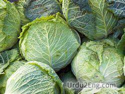 cabbage Urdu Meaning