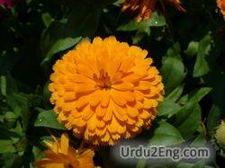 calendula Urdu Meaning