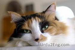 calico Urdu Meaning