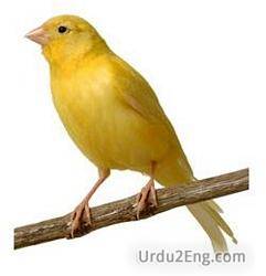 canary Urdu Meaning