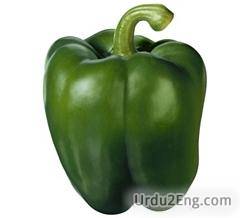 capsicum Urdu Meaning