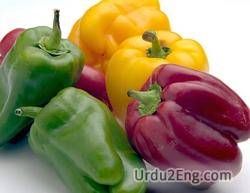 capsicum Urdu Meaning