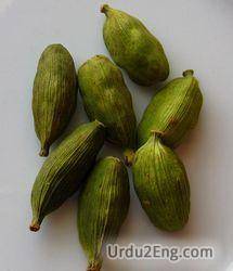 cardamom Urdu Meaning