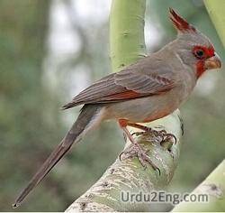 cardinal Urdu Meaning