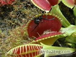 carnivorous Urdu Meaning