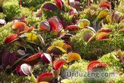 carnivorous Urdu Meaning