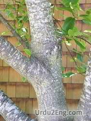 cascara Urdu Meaning