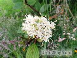 cascara Urdu Meaning