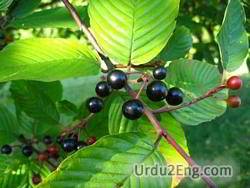 cascara Urdu Meaning