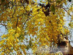 cassia Urdu Meaning