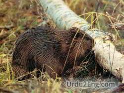 castor Urdu Meaning