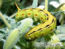 caterpillar Urdu Meaning