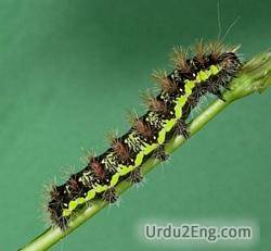 caterpillar Urdu Meaning