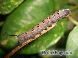 caterpillar Urdu Meaning