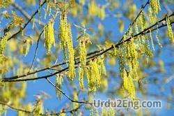 catkin Urdu Meaning