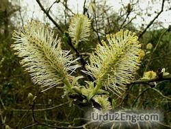 catkin Urdu Meaning