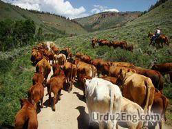 cattle Urdu Meaning