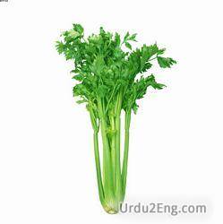 celery Urdu Meaning
