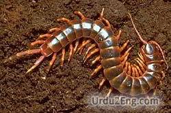 centipede Urdu Meaning
