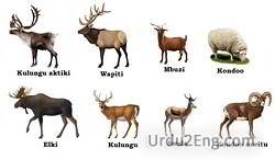 cervid Urdu Meaning