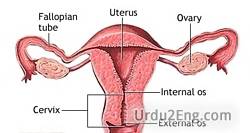cervix Urdu Meaning