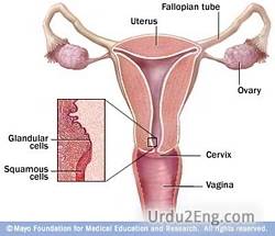 cervix Urdu Meaning