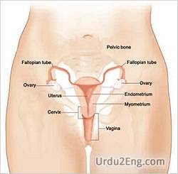 cervix Urdu Meaning