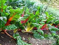 chard Urdu Meaning