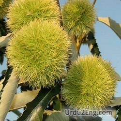 chestnut Urdu Meaning