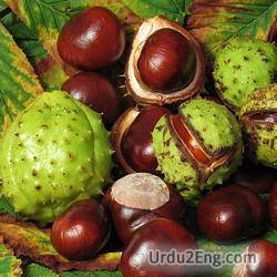 chestnut Urdu Meaning
