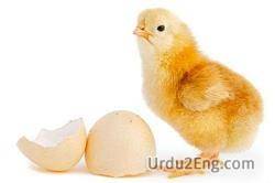 chick Urdu Meaning