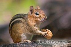 chipmunk Urdu Meaning