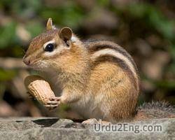 chipmunk Urdu Meaning