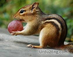 chipmunk Urdu Meaning