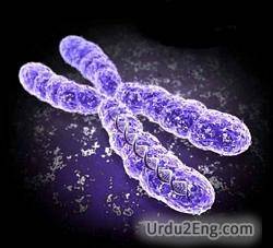 chromosome Urdu Meaning