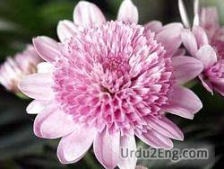 chrysanthemum Urdu Meaning
